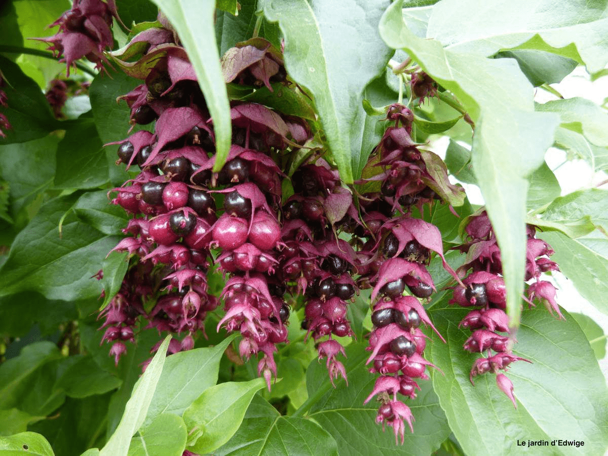 Des images de diff�rentes plantes